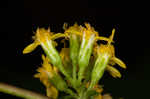 Wreath goldenrod